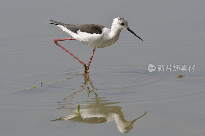 黑翼高跷(Himantopus Himantopus)